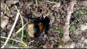 Maybe you would like to learn more about one of these? Queen Bumblebee Mating And Hibernation Site Prospecting Nurturing Nature