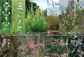 Image result for Hyptis