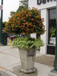 Orange Lantana Tree Flower Pots Outdoor Lantana Tree Garden Containers
