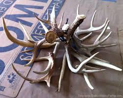 In how to make an antler lamp in form of chandelier, you can use wrought iron chains to hang the antler chandeliers. Restore Farmhouse Order Diy Antler Chandelier Hobby Farms Antlers Decor Diy Antler Diy Antler Chandelier