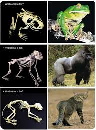 This Is A Free Name That Animal Based On Its Skeleton Presentation It Helps Reinforce That The Skeletal System Hel Zoology Animal Science Kindergarten Science