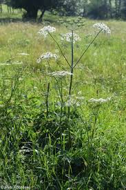 Image result for Heracleum