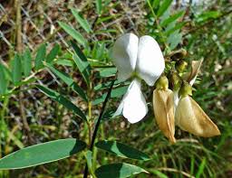 Image result for Tephrosia linearis