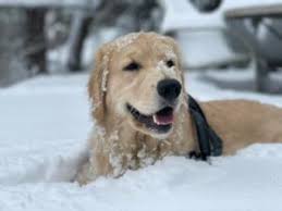 This breeder takes good care of the mother dog to ensure that. 8 Best Golden Retriever Breeders In Oregon 2021 We Love Doodles