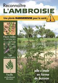 L Ambroisie Une Plante Envahissante Qui Nuit A La Sante Alinea