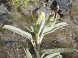 Image result for Melhania