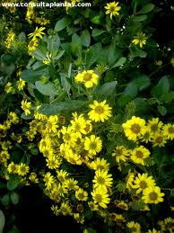 Image result for Chrysanthemoides monilifera