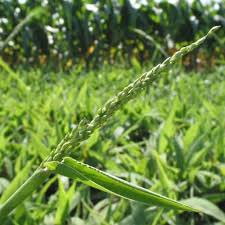 Image result for Panicum calvum