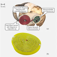 A Illustration Of The Freshwater Mussel And Its Backpack B Our Download Scientific Diagram Rivers, lakes and aquifers are. freshwater mussel and its backpack b