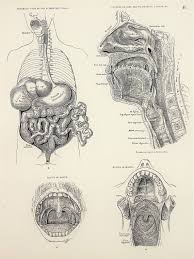 Here is a page out of a vintage anatomy book. 120 Antique Anatomical Prints Ideas Prints Illustration Anatomical