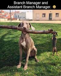Funny Dog Video Of A Branch Manager And Assistant Branch Manager Dogsfunnyvideos Funny Animal Jokes Cute Funny Animals Funny Animals