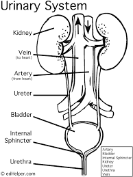 We did not find results for: Simple Drawing Of Urinary System Novocom Top
