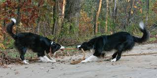 Border Collies Collie Border Collie Dogs