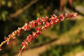 Image result for Strephonema