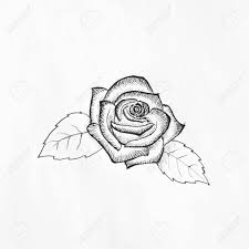 Then to make the rose look nice and pretty draw a couple of petals using even more curved lines. Ballpoint Pen Sketch Of Rose Stock Photo Picture And Royalty Free Image Image 44112187