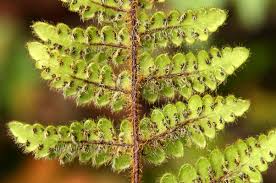 Image result for Cheilanthes inaequalis