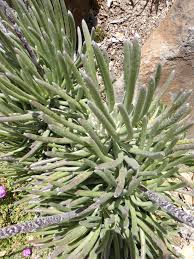 Image result for Caputia