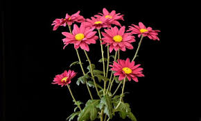 April's birth flowers are the daisy and the sweet pea. Chrysanthemums How To Plant And Grow Mums The Old Farmer S Almanac