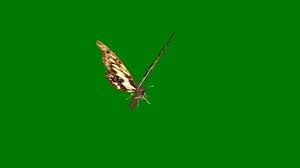 Try out the #greenscreen creative effect! Butterfly Green Screen Stock Video Footage Royalty Free Butterfly Green Screen Videos Pond5