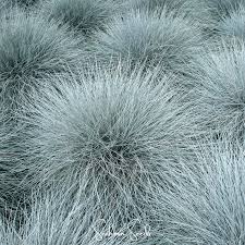 Image result for Festuca