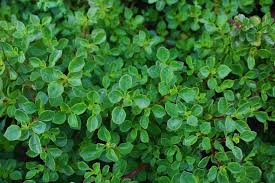 Image result for Aeollanthus suaveolens