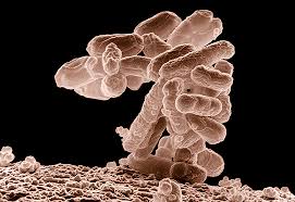 Colon cancer treatments can include surgery, radiofrequency ablation, cryosurgery, chemotherapy, radiation therapy, and targeted therapy. Microbiote Intestinal Flore Intestinale Inserm La Science Pour La Sante