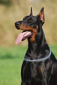 Black And Tan Doberman Puppies Doberman Pinscher Breed Profile Origin Germany Colors Black And Tan Red And Tan Size Large Type Doberman Pinscher Doberman Pinscher Puppy Doberman