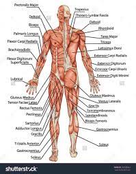 Anatomical diagram showing a front view of muscles in the human body. Human Muscles Labeled Koibana Info Human Anatomy Chart Human Body Organs Human Muscle Anatomy