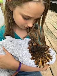 Edit : we are unsure how she died. She was safe in her predator prof pen,  no wounds, no sign of illness. I spent 2 hours with her that day and she