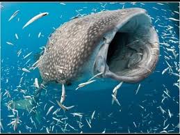 Resultado de imagen de el tiburon ballena