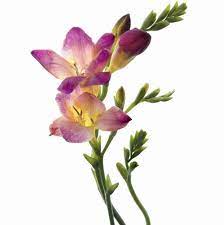There Are Lots Of Meanings For The Flower Freesia But The One I Like Best Is Grace Under Pressure Flower Macro Nikonphotography Botanical Simple