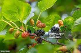 Image result for Morus indica