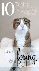 If You Are Happy And You Know It Say Meow Lyrics Losing A Pet What No One Tells You An Exercise In Frugality In 2020 Losing A Pet Quotes Pet Quotes Cat Pet Quotes Dog