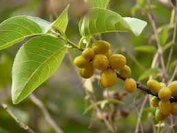 Image result for Salacia orientalis