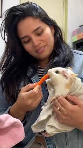 Mi cuysita Lupita … no me la voy a comer #cuy #pet #nocomida #parati