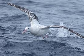 Wandering Albatross - The Australian Museum