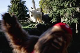 Portland Trail Blazers added a...