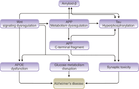 .for neurodegenerative diseases, today issued a statement following the announced fda approval of biogen's new alzheimer's treatment aducanumab. Amyloid B Tau And The Cholinergic System In Alzheimer S Disease Seeking Direction In A Tangle Of Clues