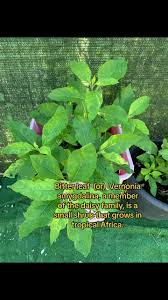 Image result for Vernonia zambiana