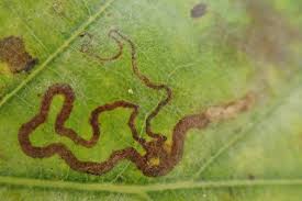 Image result for Stigmella basiguttella