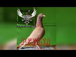 People interested in wallpaper merpati also searched for. Pesona Merpati Garis Keras Baron Farm Mengingat Kembali Aksi Gila Pesona Di 2 Even Berbeda Youtube
