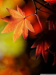Blink smart security for every home. Fall Leaf Wallpapers For Mobile Wallpaper Cave