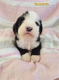 Https Www Tradingpost Com Au Pets And Horses Dogs Old English Sheepdog X Boxer Puppies Moree Nsw Adnumber Boxer Puppies English Sheepdog Old English Sheepdog