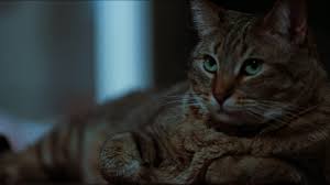 Image result for Catties