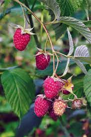 Black raspberries, certain purple raspberries and black raspberries do not spread by underground roots, but tip root from the top of the canes bending towards and into the ground. How To Grow Your Own Raspberries Gardener S Path