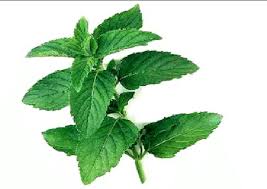 Image result for Mentha spicata