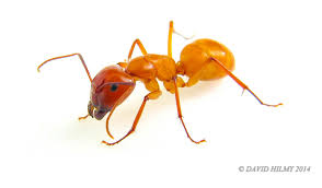 What to expect from your orkin man. Grand Rapids Pest Control Near Me Unified Pest Control