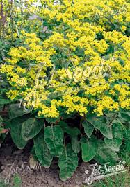 Image result for Grona stolzii