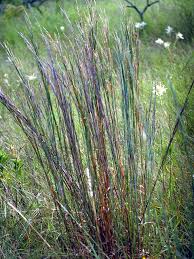 Image result for Schizachyrium