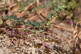 Image result for Andrachne